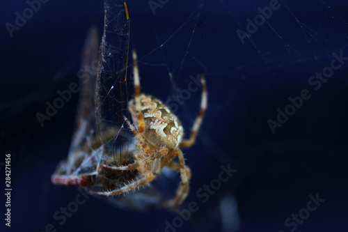 dragonfly in a spider's net