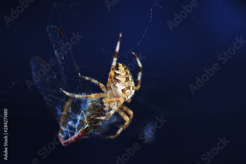 dragonfly in a spider's net