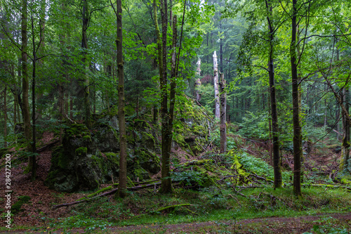 Th  ringer Wald Vessertal Urwald Biosph  renreservat Suhl Vesser Bergbach