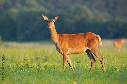 Valokuva Side view of tender red deer, cervus elaphus, hind standing on a hay field facing camera in summer at sunrise