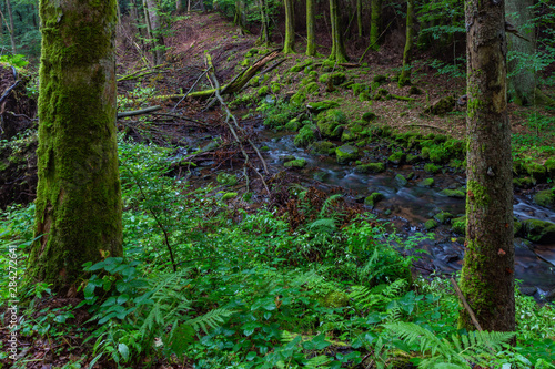 Thüringer Wald Vessertal Urwald Biosphärenreservat Suhl Vesser Bergbach