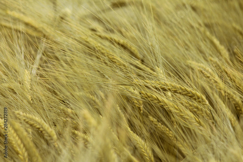Yellow ripe tasty wheat field farming seed