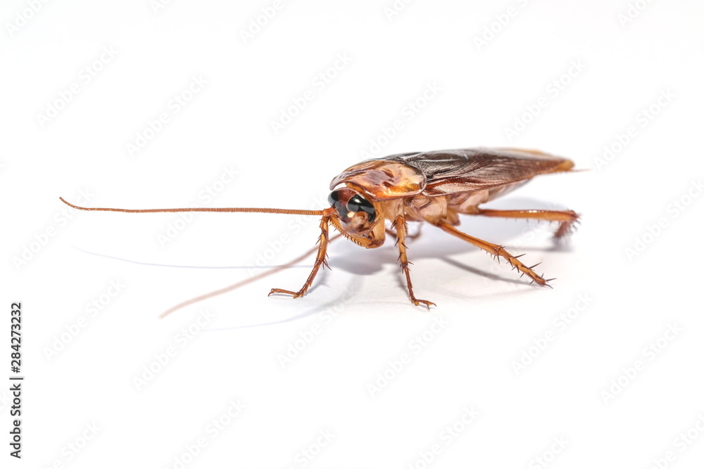 The cockroach isolated on the white background. The cockroach isolated on the white background.