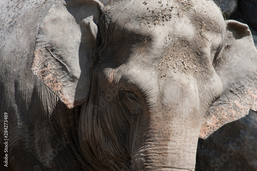 Elephant's portrait, a heavy plant-eating mammal with a prehensile trunk, long curved ivory tusks, and large ears