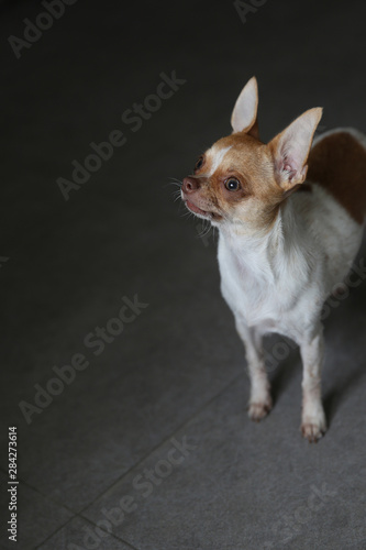  Portrait of a Chihuahua puppy. The puppy is six months old.