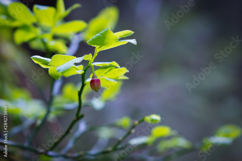 Close-up spring photo of pepper like forest plant with green leaves 