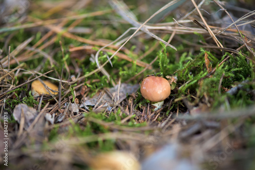 mushrooms in the coniferous forest to the South. macro photo