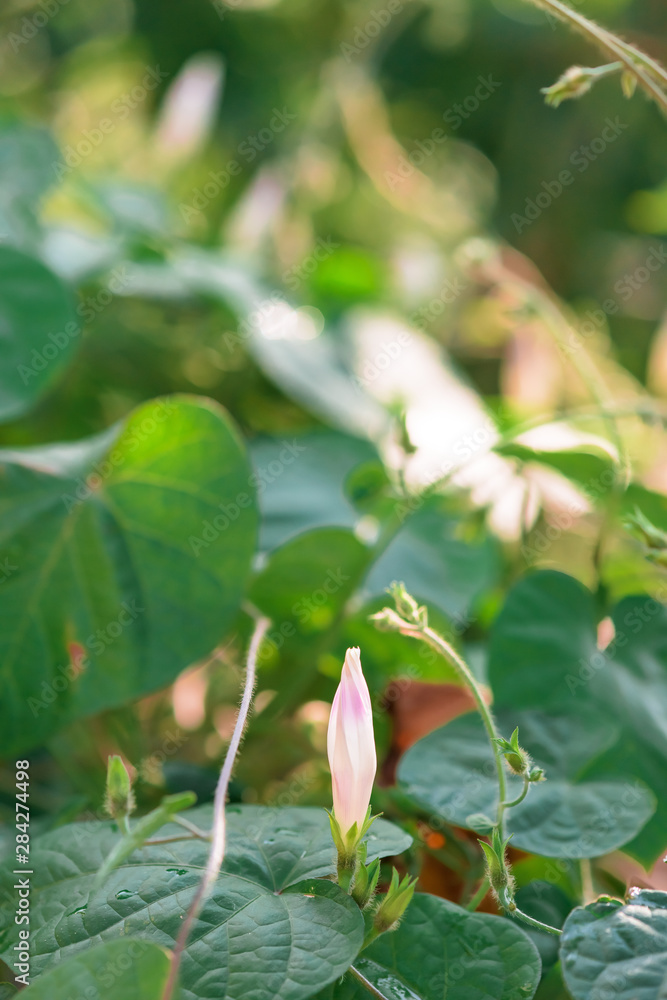 Obraz premium morning glory flowers at sunset . close up. background image