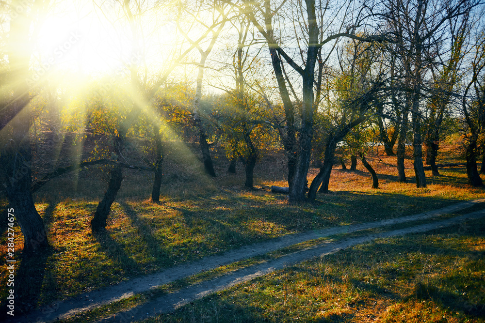Fototapeta premium Autumn forest - beautiful wild landscape, bright sunlight and shadows at sunset, golden fallen leaves and branches, nature and season details.