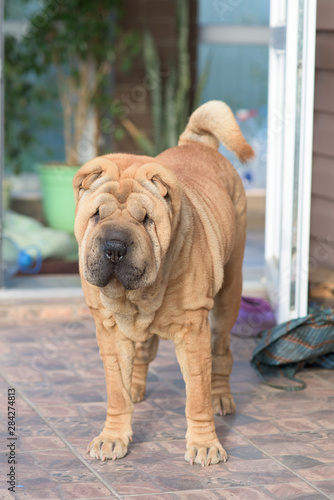 Shar Pei stands on the porch of the house