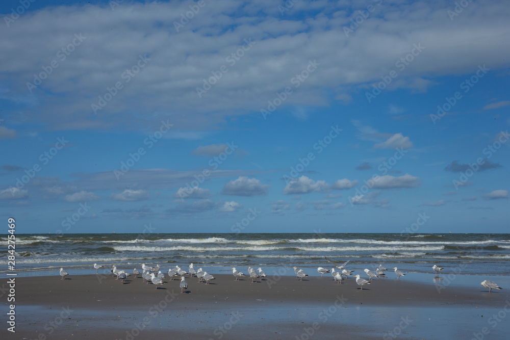 Callantsoog Netherlands Northsea coast. Beach seagull Callantsoog Netherlands Northsea coast. Beach seagull