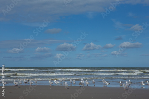 Callantsoog Netherlands Northsea coast. Beach seagull © A