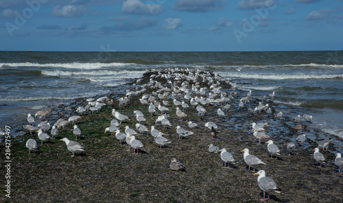 Callantsoog Netherlands Northsea coast. Beach seagull