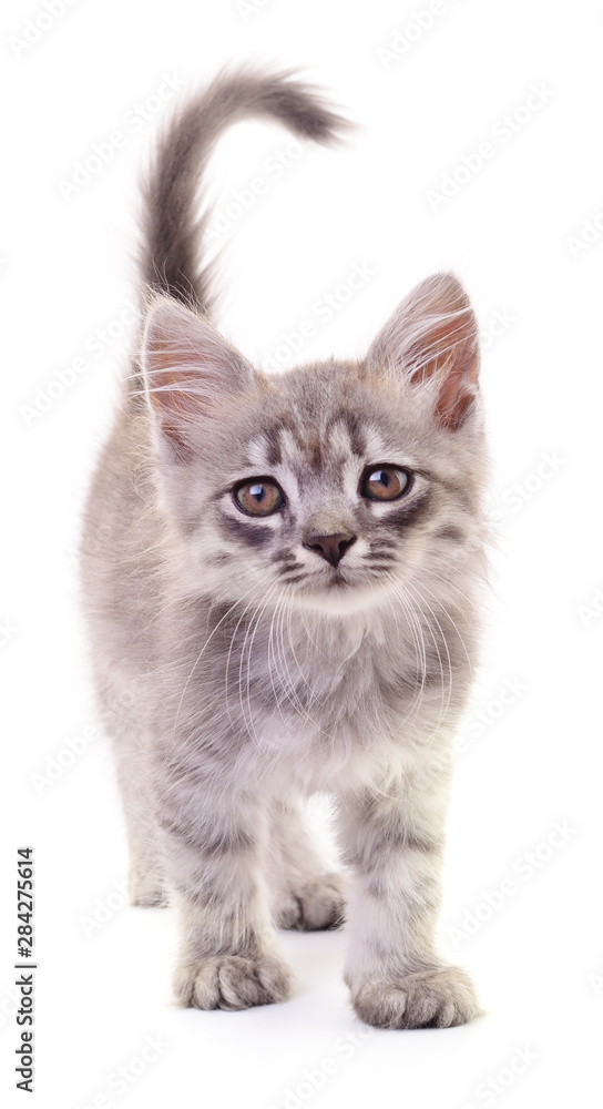 Kitten on white background.