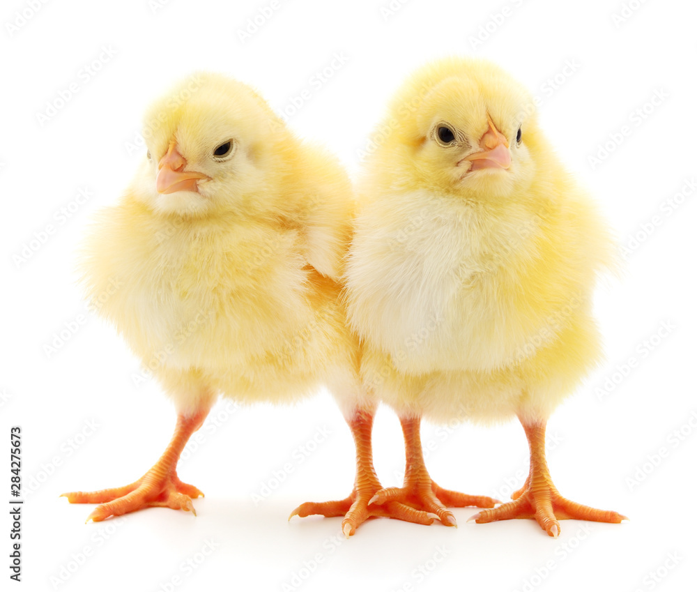 Two yellow chickens. Two yellow chickens.