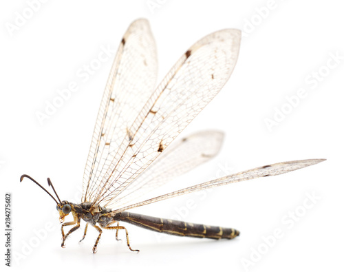 Dragonfly damselfly isolated.