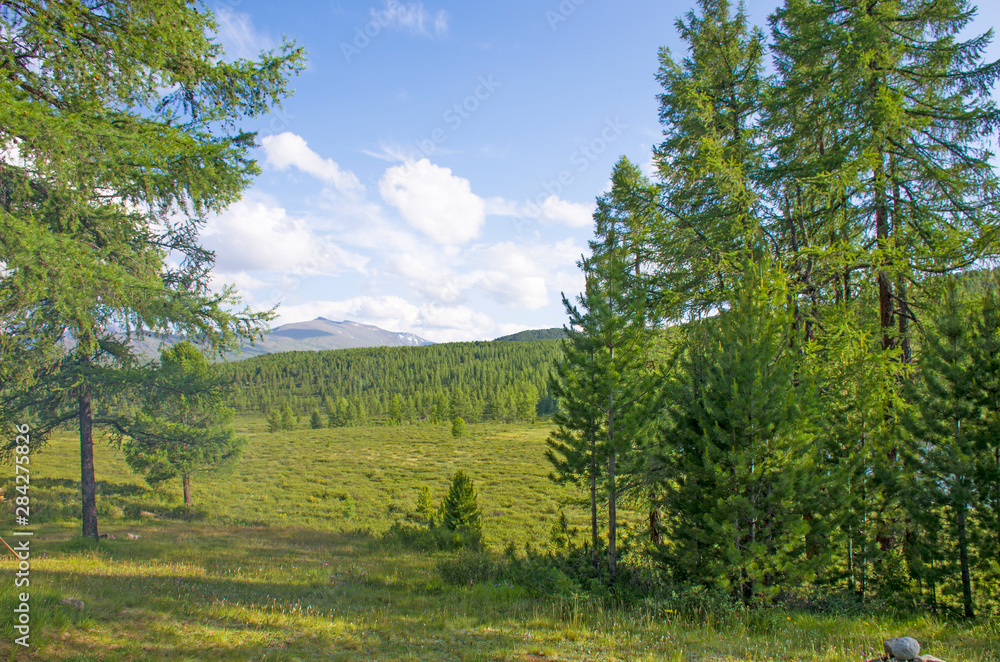 Landscape of taiga against the background of high mountains among lake Altai in Russia Landscape of taiga against the background of high mountains among lake Altai in Russia