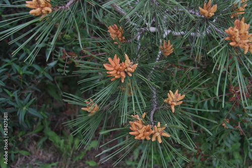 pine flowers close up as a natural background