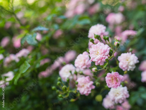Coral rose flower in roses garden. Soft focus. Rosehip flower