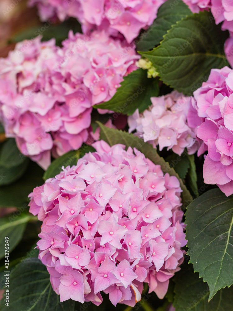 Flowering hortensia plant. Beautiful blooming of Macrophylla hydrangeas. Flowering hortensia plant. Beautiful blooming of Macrophylla hydrangeas.