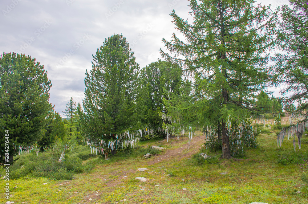 Obraz premium Landscape road among the high mountains of Altai in Russia