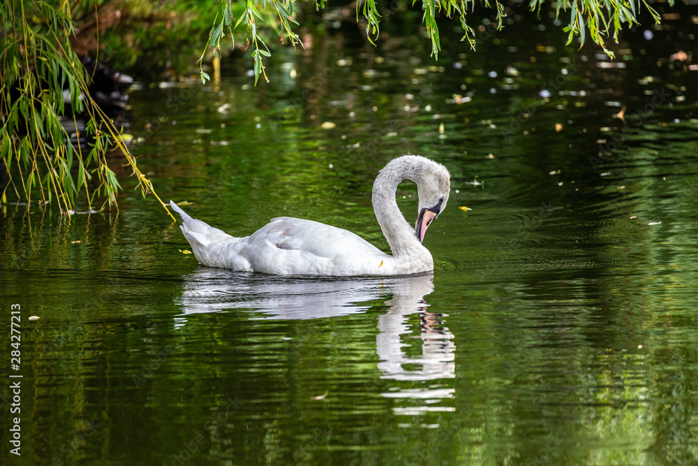 Fototapeta premium White swan in water