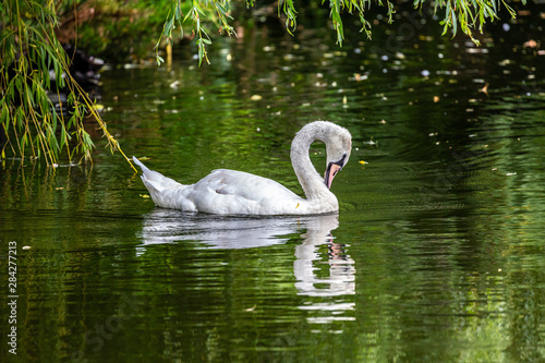 White swan in water