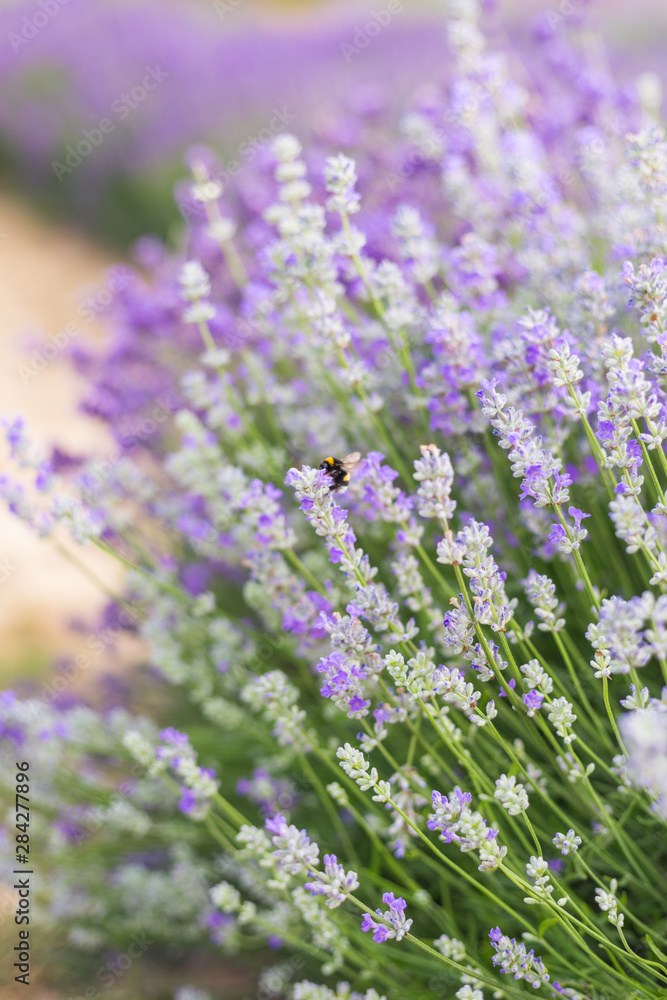 Obraz premium Closeup violet lavender flowers with bee on field. French lavender in the garden, soft light effect.