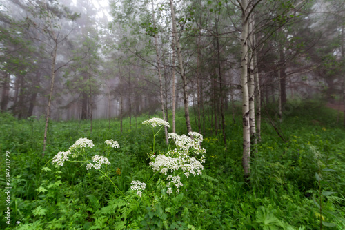 Fototapeta Naklejka Na Ścianę i Meble -  flowers in the forest