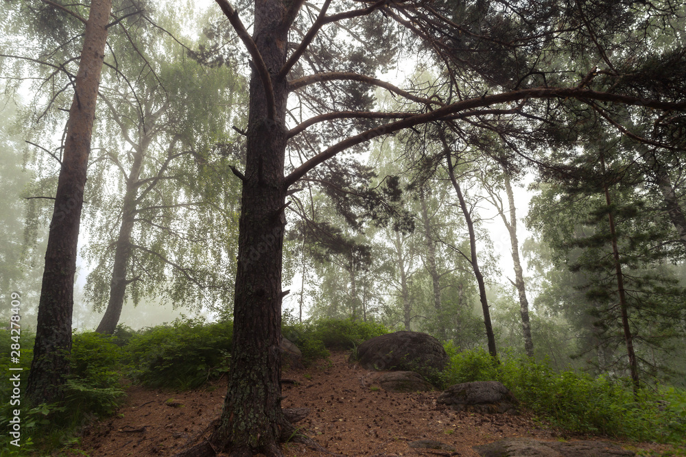 Fototapeta premium fog in the forest