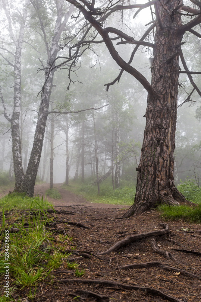 Obraz premium fog in the forest