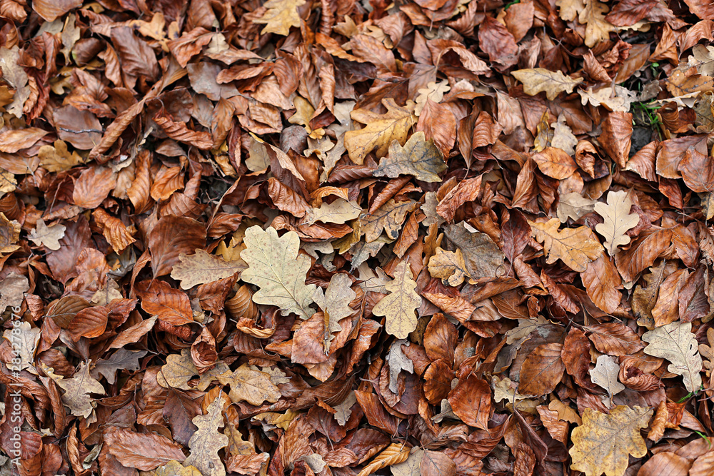 Autumnal background with brown fallen leaves