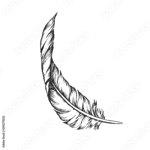 Decorative Bird Element Feather Vintage Vector. Vane And Rachis, Barb And Afterfeather, Hollow Shaft And Calamus Feather Detail. Template Designed In Retro Style Monochrome Illustration