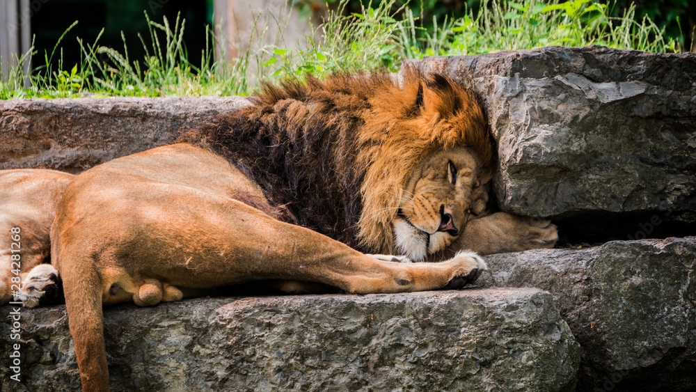 Naklejka premium Big male lion dozing on a stone