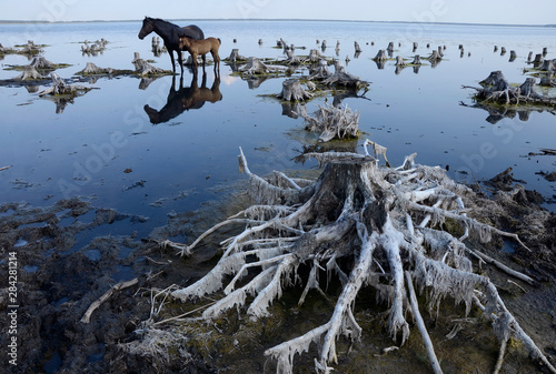 Horses on the frozen shore of the lake.