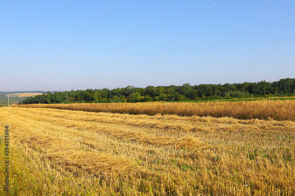 stubble of partially harvested wheat field in a wide rural landscape with blue and white sky