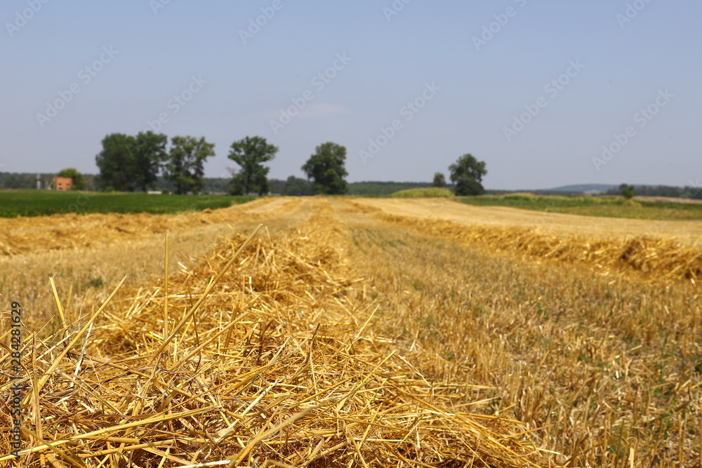 stubble of partially harvested wheat field in a wide rural landscape with blue and white sky