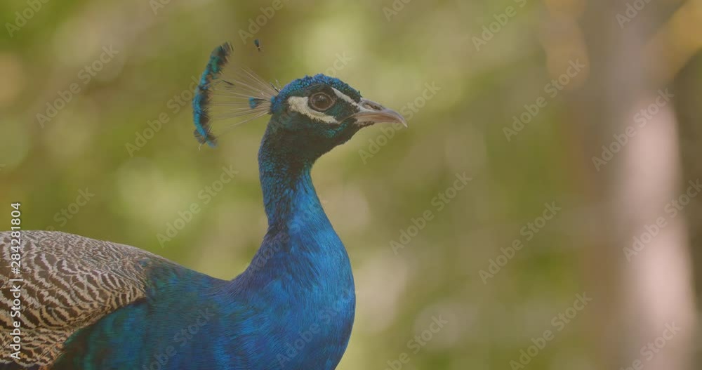 Closeup portrait of a few beautiful peacocks male and female in the nature outdoors in the national park Closeup portrait of a few beautiful peacocks male and female in the nature outdoors in the national park