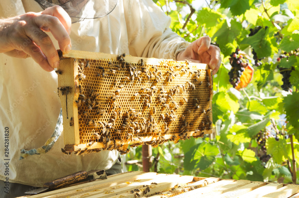 Brood frame in the sunlight.Beekeeper holding brood frame and checking it Brood frame in the sunlight.Beekeeper holding brood frame and checking it