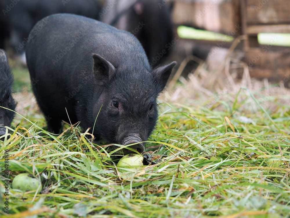 Pot-bellied pig. Portrait of a pig. The concept of breeding pigs, veterinary Pot-bellied pig. Portrait of a pig. The concept of breeding pigs, veterinary