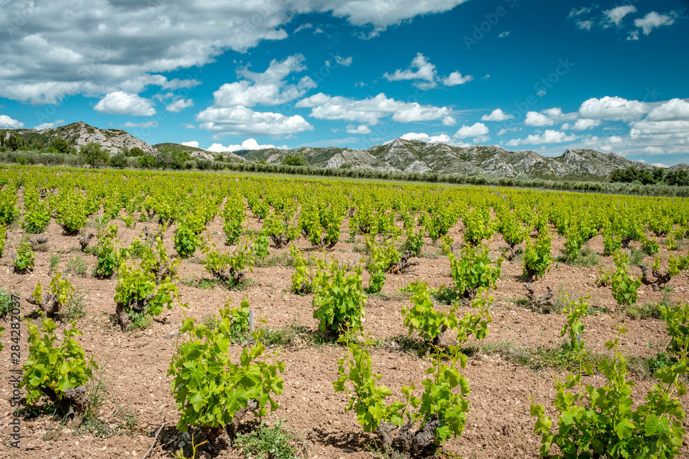 Vineyards of Provence
