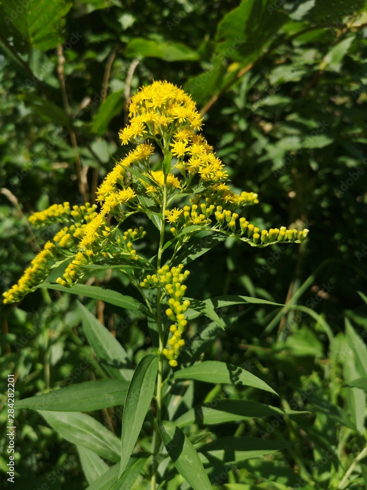 fleur jaune fleur jaune