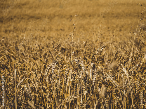 Spring Field 