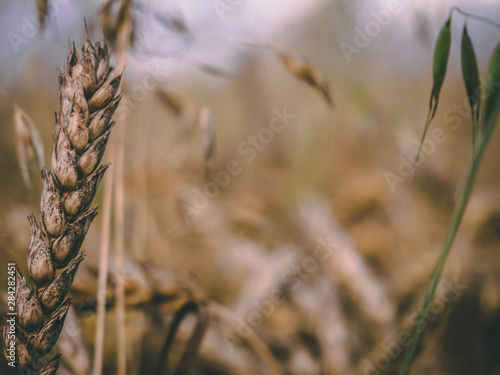 Field 