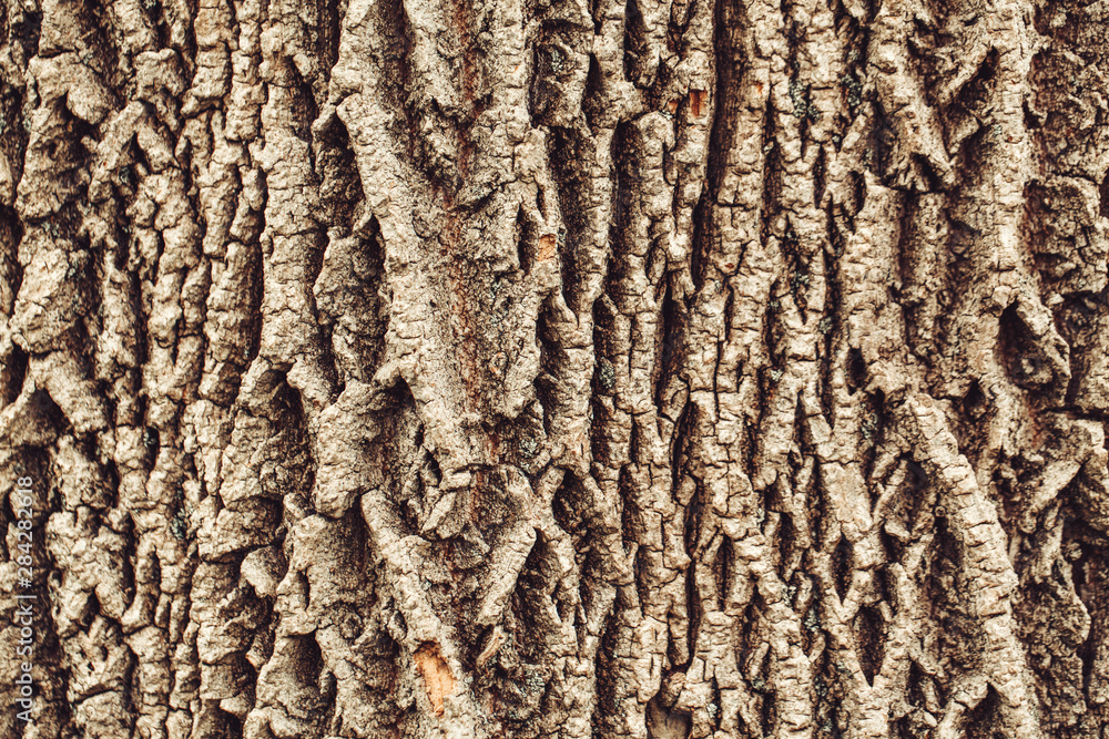 Closeup macro detail of old aged beautiful oak maple tree bark barque. Natural wooden textured abstract tree background unusual pattern shape with cracks, checks, holes and curvy lines. Closeup macro detail of old aged beautiful oak maple tree bark barque. Natural wooden textured abstract tree background unusual pattern shape with cracks, checks, holes and curvy lines.