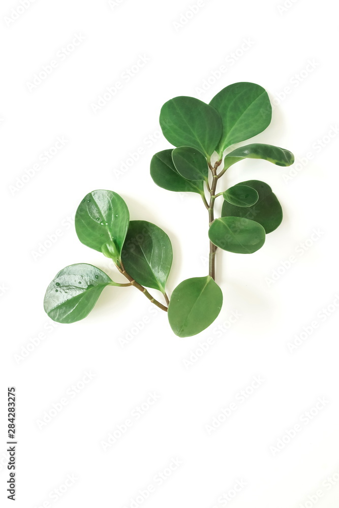 tropical green leaves, branches pattern isolated on a white background top view. poster. abstract. tropical green leaves, branches pattern isolated on a white background top view. poster. abstract.