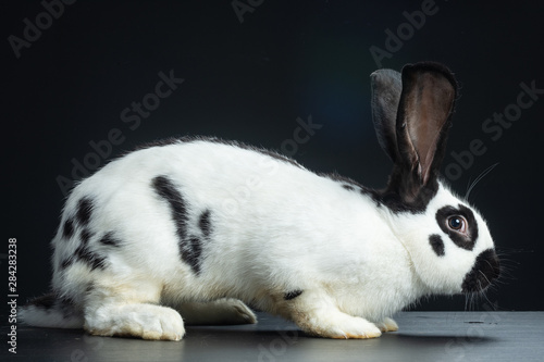 Fotografía coniglio gigante pezzato papillon