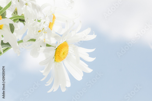 White daisies on blue sky background.