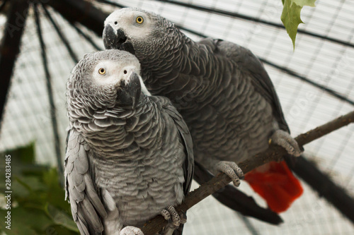 Pair of African grey parrots kiss in aviary of zoo.