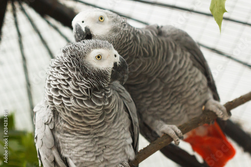 Pair of African grey parrots kiss in aviary of zoo. Love emotions.